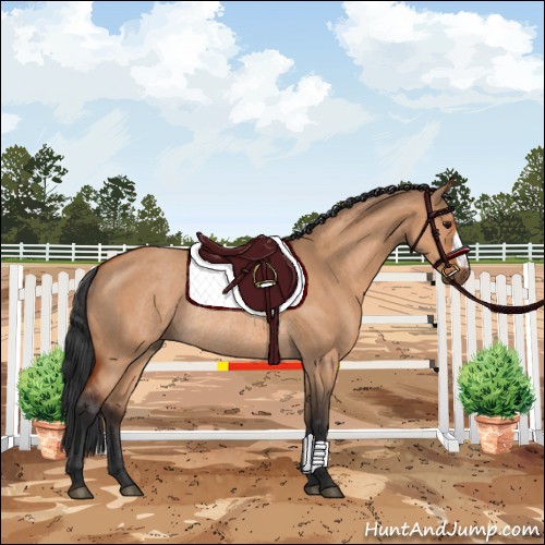 Horse Color:Bay Dun  and Bay Dun Rabicano 