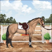 Horse Color:Bay Dun  and Bay Dun Rabicano 