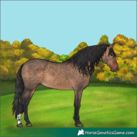 Horse Color:Brown Dun  and Brown Dun 