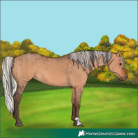 Horse Color:Bay Dun  and Silver Bay Dun 