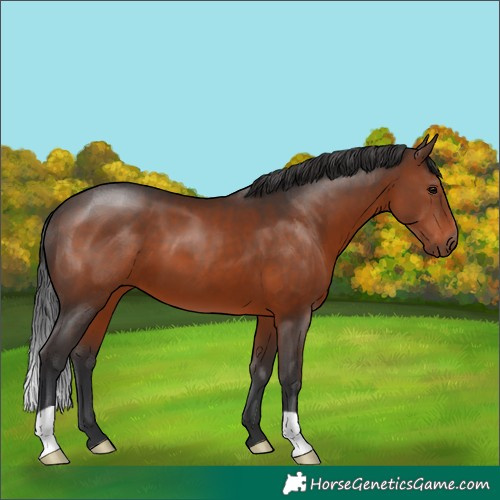 Horse Color:Brown 