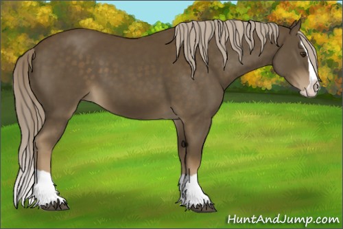 Horse Color:Chocolate Palomino Splash 
