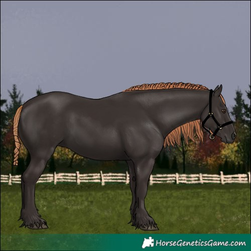 Horse Color:Liver Chestnut 