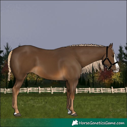 Horse Color:Chocolate Palomino Splash