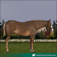 Horse Color:Chocolate Palomino Splash 