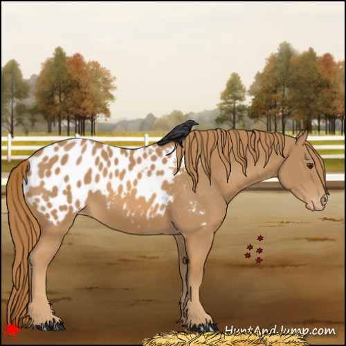 Horse Color:Chestnut Appaloosa
