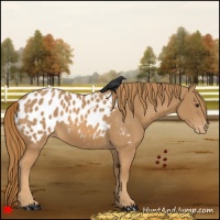 Horse Color:Chestnut Appaloosa 
