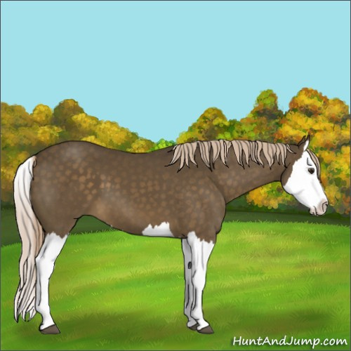 Horse Color:Chocolate Palomino Splash 