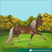 Horse Color:Chocolate Palomino Splash