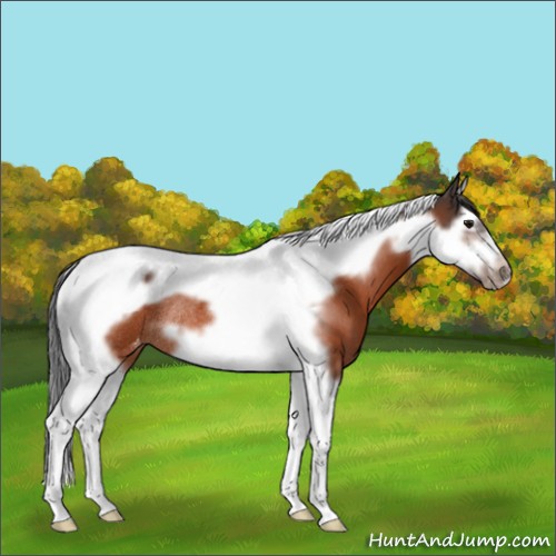 Horse Color:Bay Splash Tobiano Frame Appaloosa Rabicano 