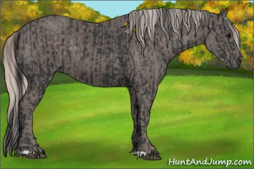 Horse Color:Black and Silver Black