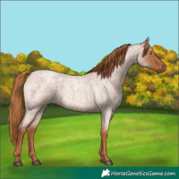 Horse Color:Red Roan 