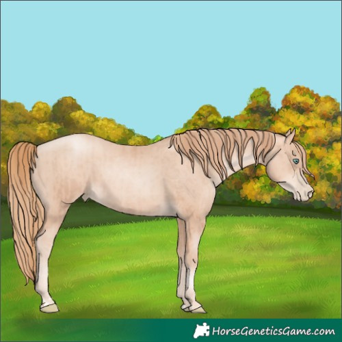 Horse Color:Gold Champagne Pearl Rabicano  and Gold Champagne Pearl Rabicano 
