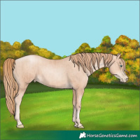 Horse Color:Gold Champagne Pearl Rabicano and Gold Champagne Pearl Rabicano