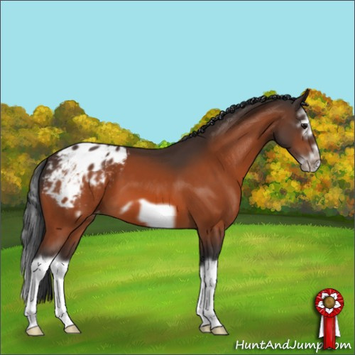 Horse Color:Bay Splash Frame Appaloosa 