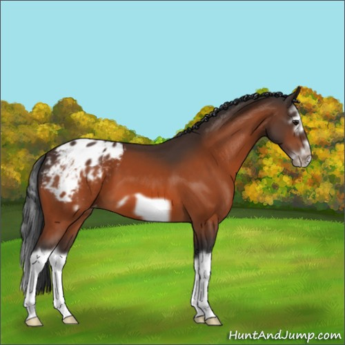 Horse Color:Bay Splash Frame Appaloosa 