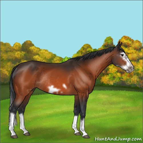 Horse Color:Bay Splash Frame Rabicano 