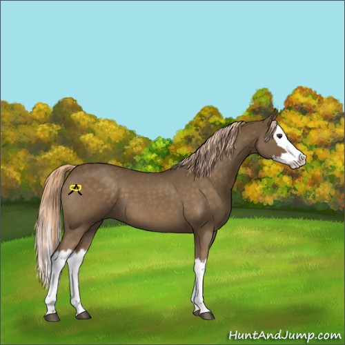 Horse Color:Chocolate Palomino Roan Splash 