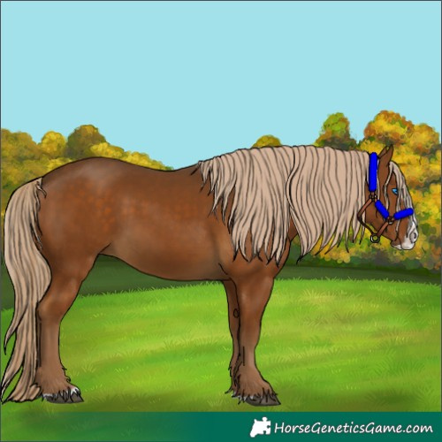 Horse Color:Chocolate Palomino Splash