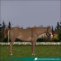 Horse Color:Chocolate Palomino Splash 