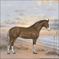 Horse Color:Chocolate Palomino Splash