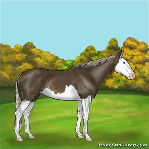 Horse Color:Chocolate Palomino Splash 