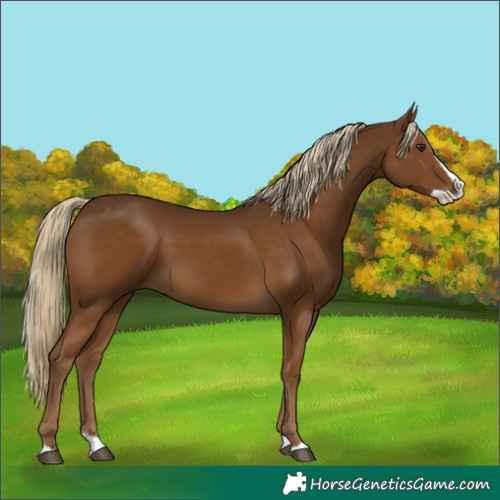 Horse Color:Chocolate Palomino Splash 