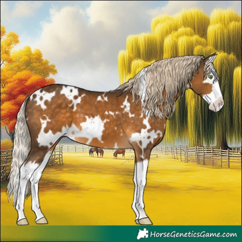 Horse Color:White Spotted Chocolate Palomino Splash 