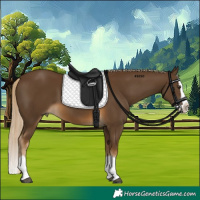Horse Color:Chocolate Palomino Splash 