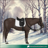 Horse Color:Liver Chestnut  and Liver Chestnut Splash 