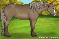 Horse Color:Chocolate Palomino Splash 