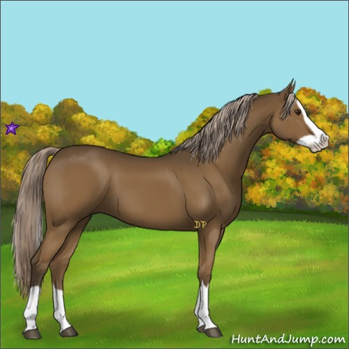 Horse Color:Chocolate Palomino Splash
