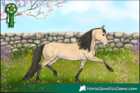 Horse Color:Buckskin 