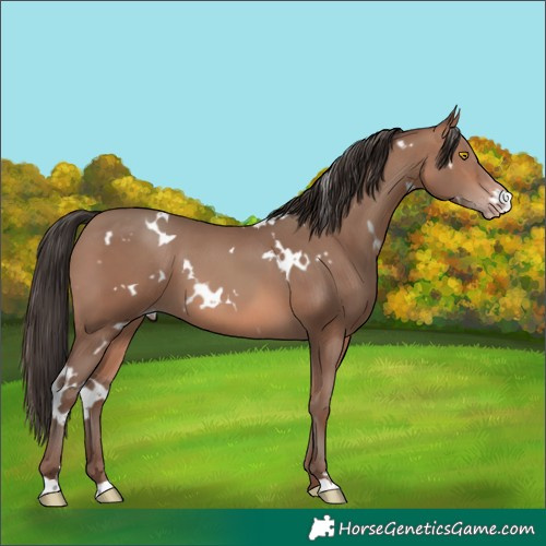 Horse Color:White Spotted Sable Champagne 