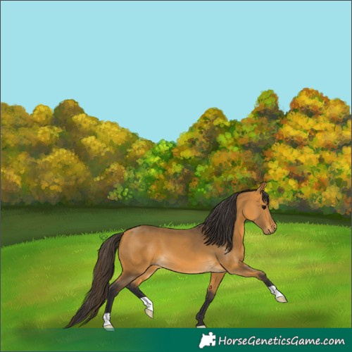 Horse Color:Buckskin 