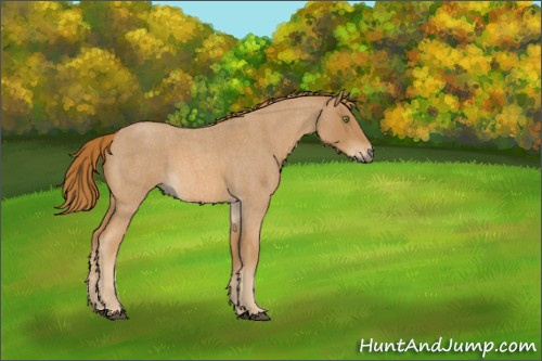 Horse Color:Red Roan 