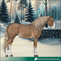 Horse Color:Chocolate Palomino Roan Splash