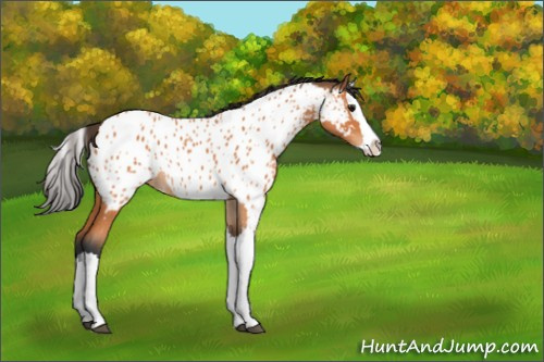 Horse Color:Bay Roan Splash Appaloosa 