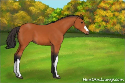 Horse Color:Bay 