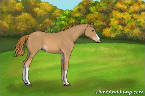Horse Color:Chestnut 