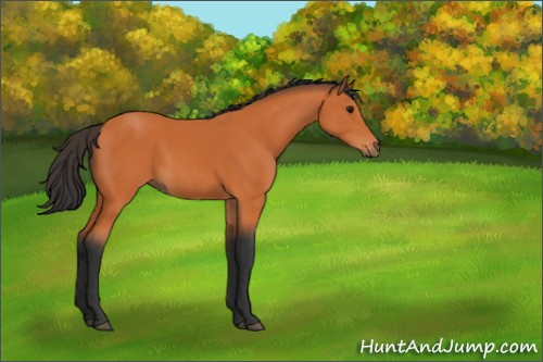 Horse Color:Bay 
