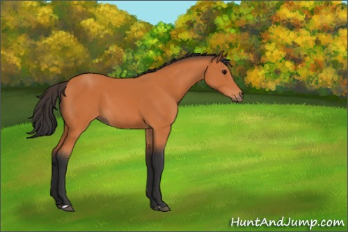 Horse Color:Bay 