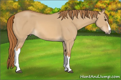 Horse Color:Red Dun 