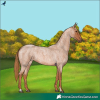 Horse Color:Red Roan