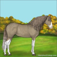 Horse Color:Chocolate Palomino Dun Splash