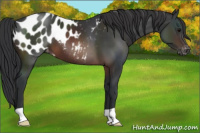 Horse Color:Brown Appaloosa 