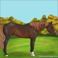 Horse Color:Liver Chestnut 