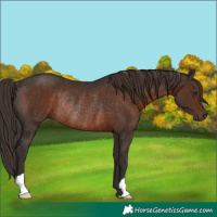 Horse Color:Liver Chestnut Rabicano 