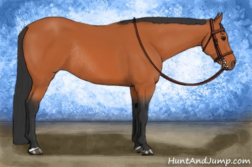 Horse Color:Bay Rabicano 