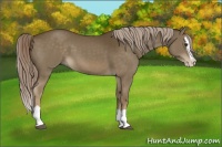 Horse Color:Chocolate Palomino Splash 